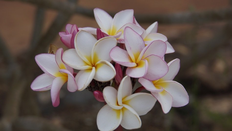 Picture of the beautiful small flowers