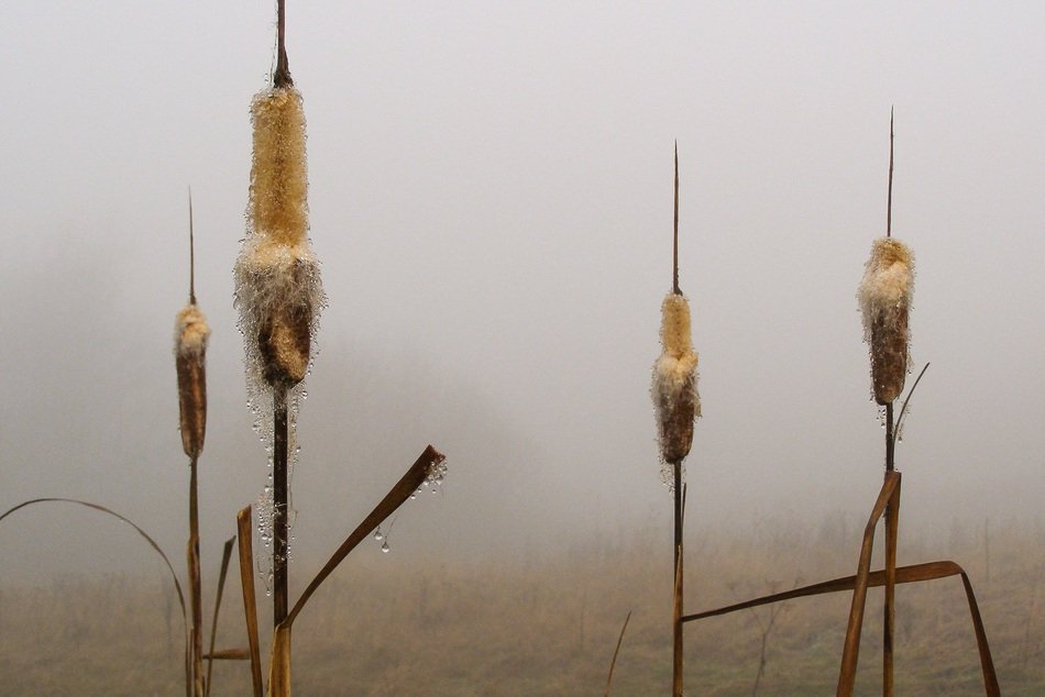 dew drops on dry Reeds in Fog
