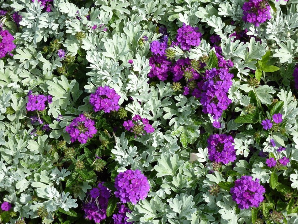 Photo of Purple flowers in the garden