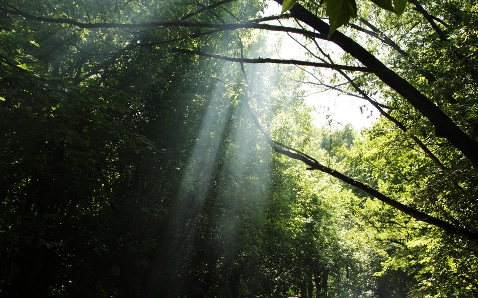 bright rays of the sun through the thickness of the forest