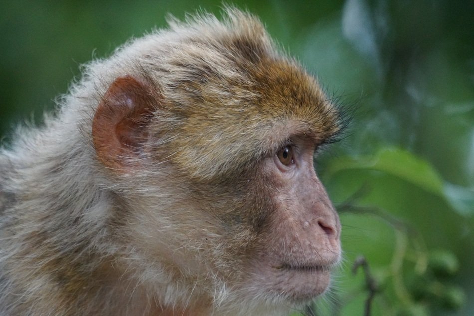 Macaque sylvanus in profile closeup