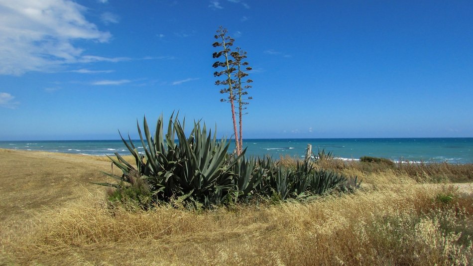 Aloe Vera plant in spring Field