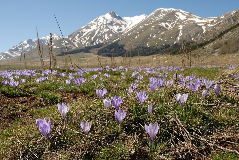 Beautiful crocuses in Abruzzo