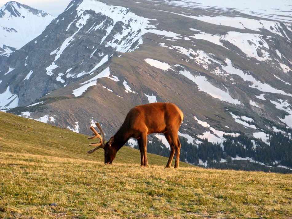 brown deer in the mountains of colorado