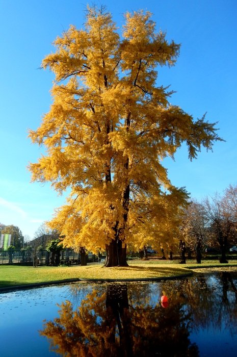 tall beautiful Golden Tree in park at calm water