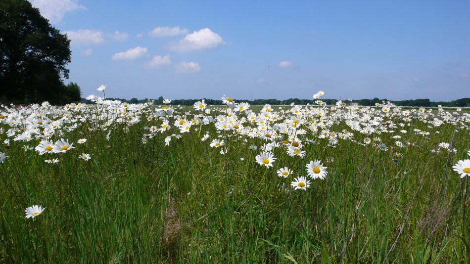 Landscape of big daisy field
