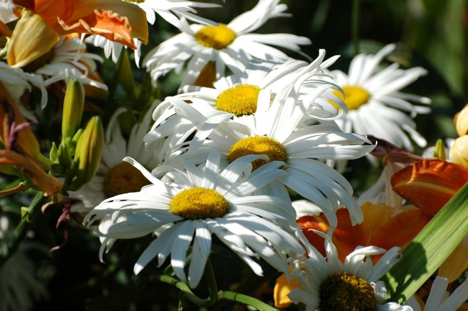 white marguerite flowering