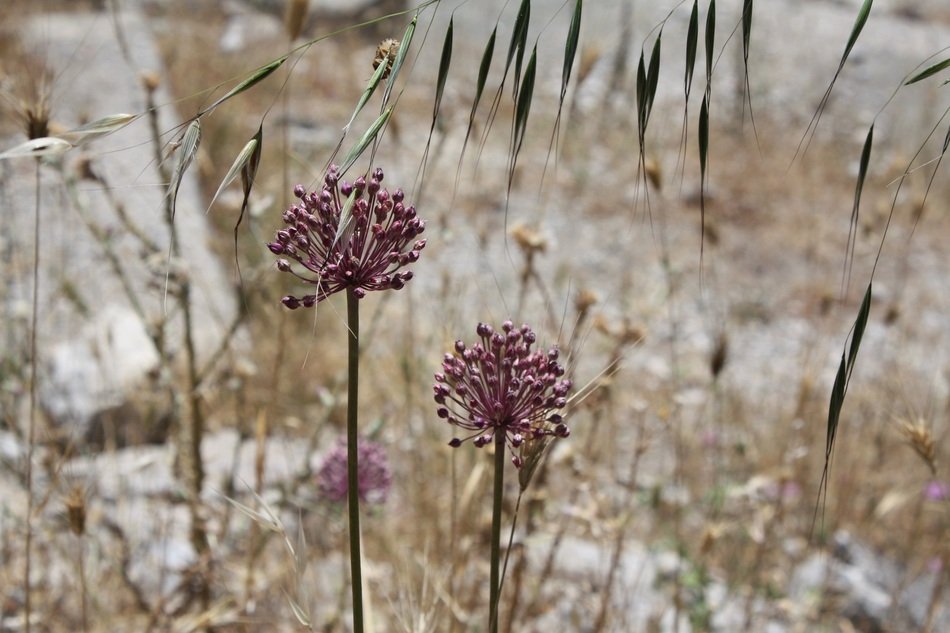 violet Plant in the stones closeup