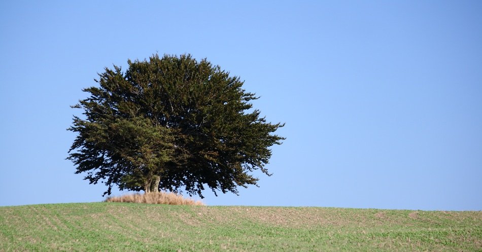lonely bush landscape