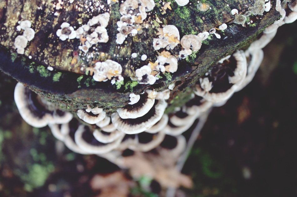 Macro photo of the funguses on the wood