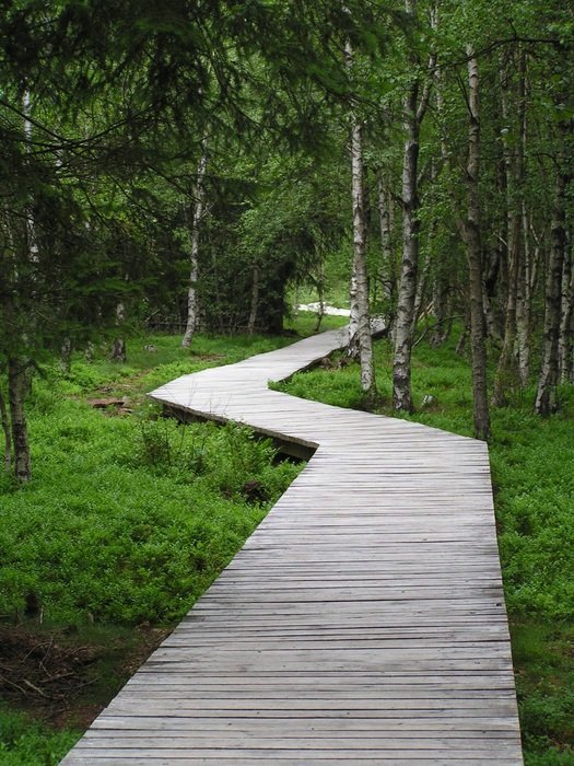 boardwalk across the marsh in the reserve