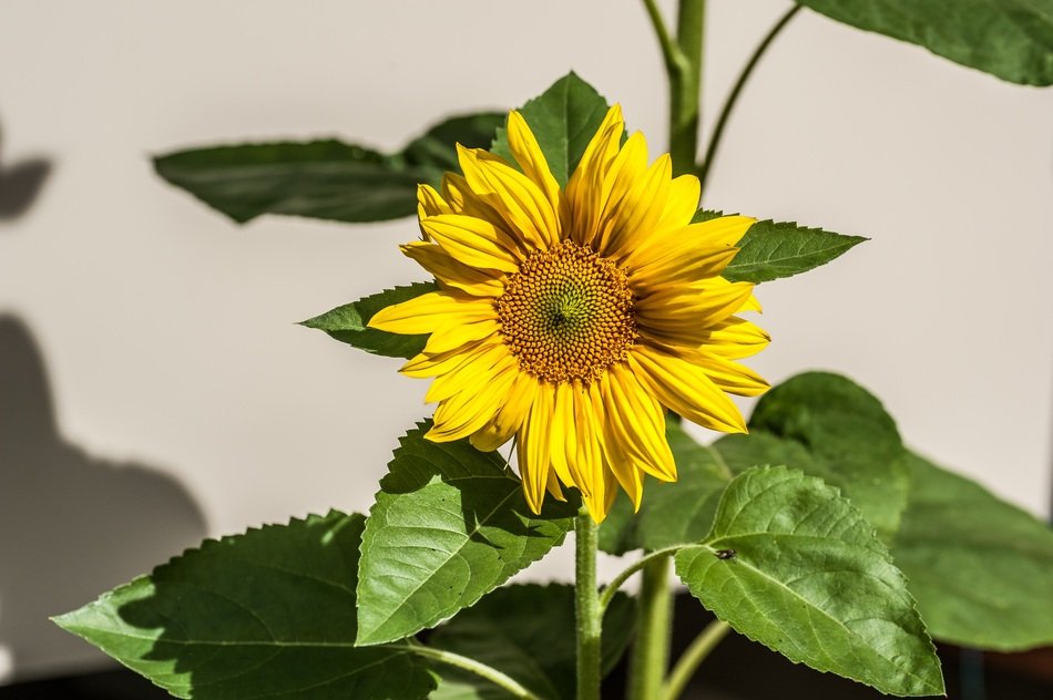 sunflower in the front garden