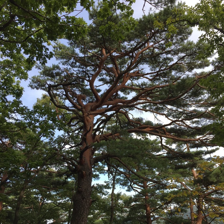 luxurious green pine in the forest