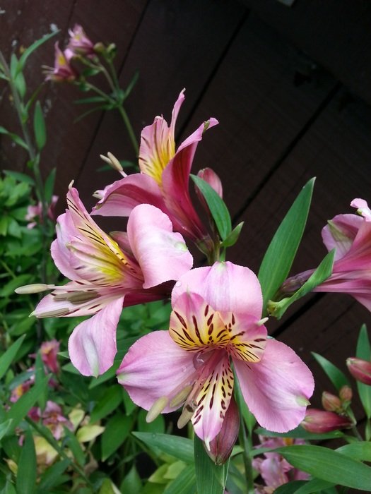 Beautiful and colorful Lily Of The Incas with green leaves