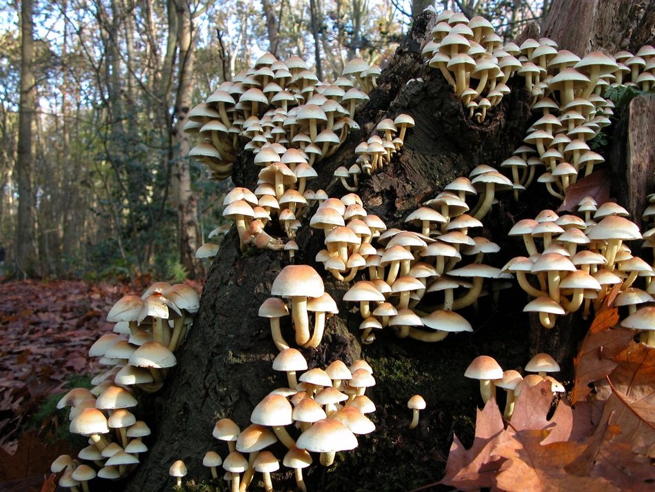 many mushrooms on the tree