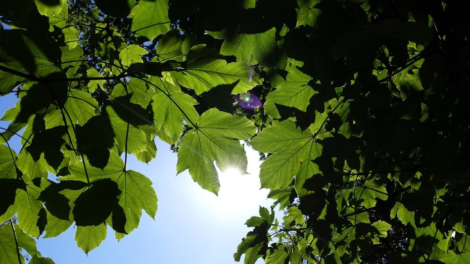 branches with green leaves in the sun
