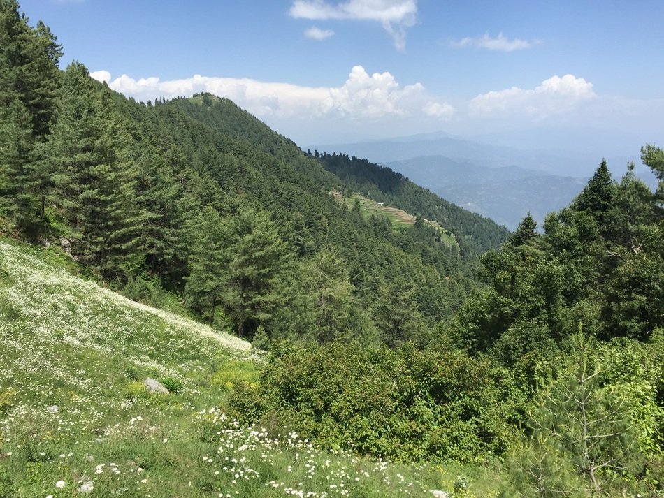 mountain top with trees