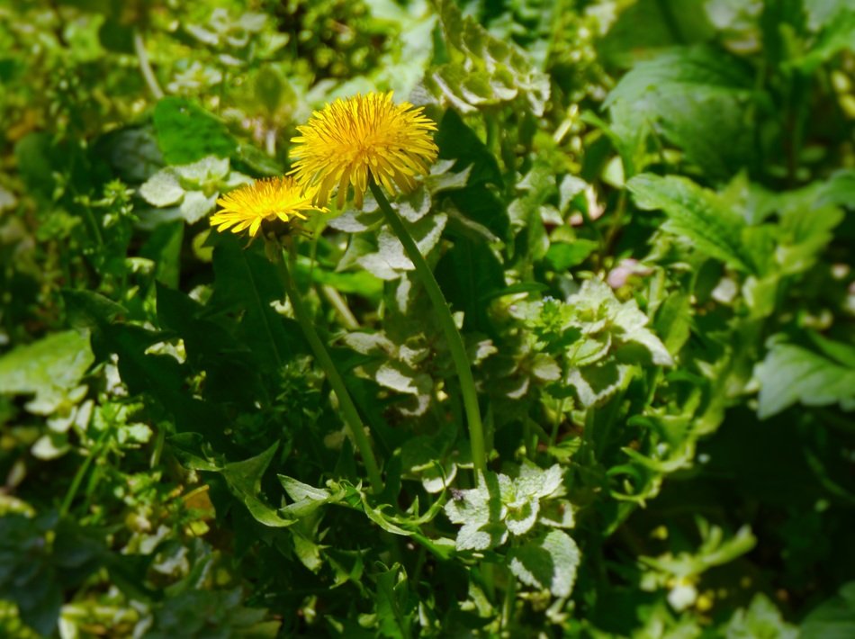 wonderful Dandelion Flowers