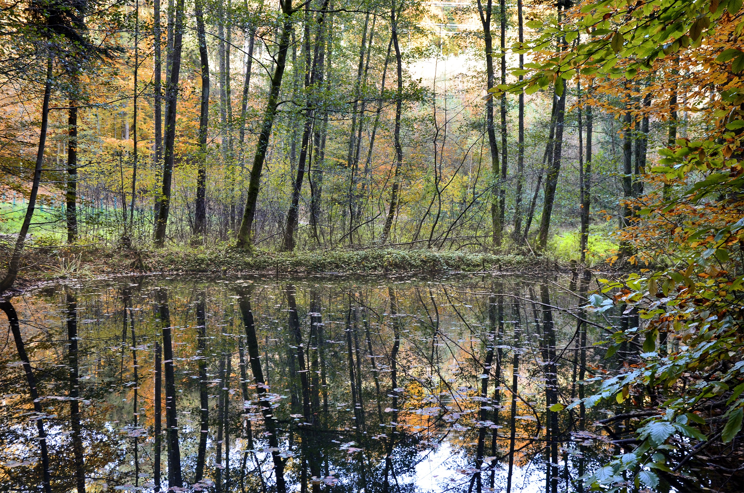 Лес осень парк болото