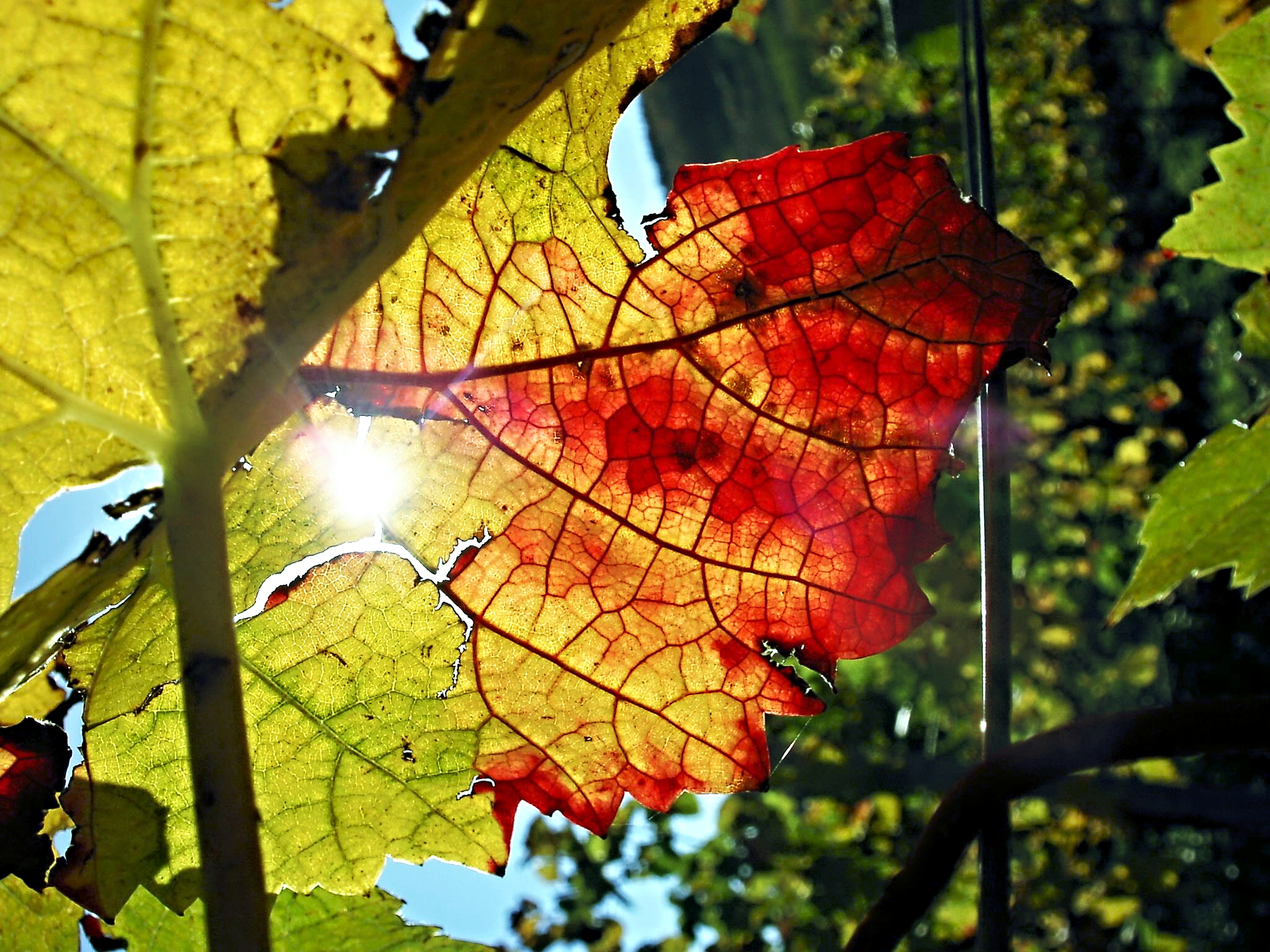 Осенние листья винограда