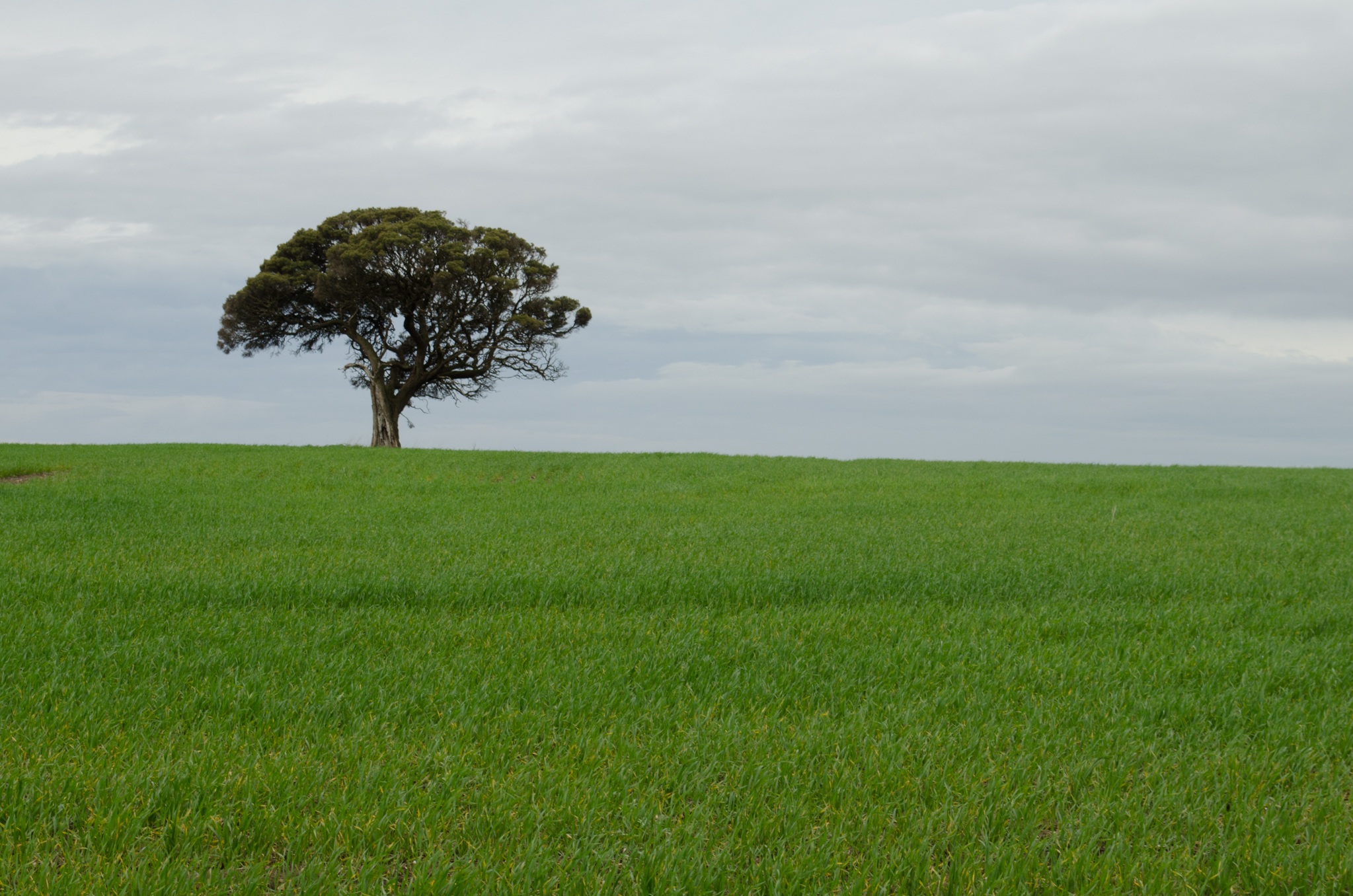 lonely-wide-tree-on-wheat-field-free-image-download