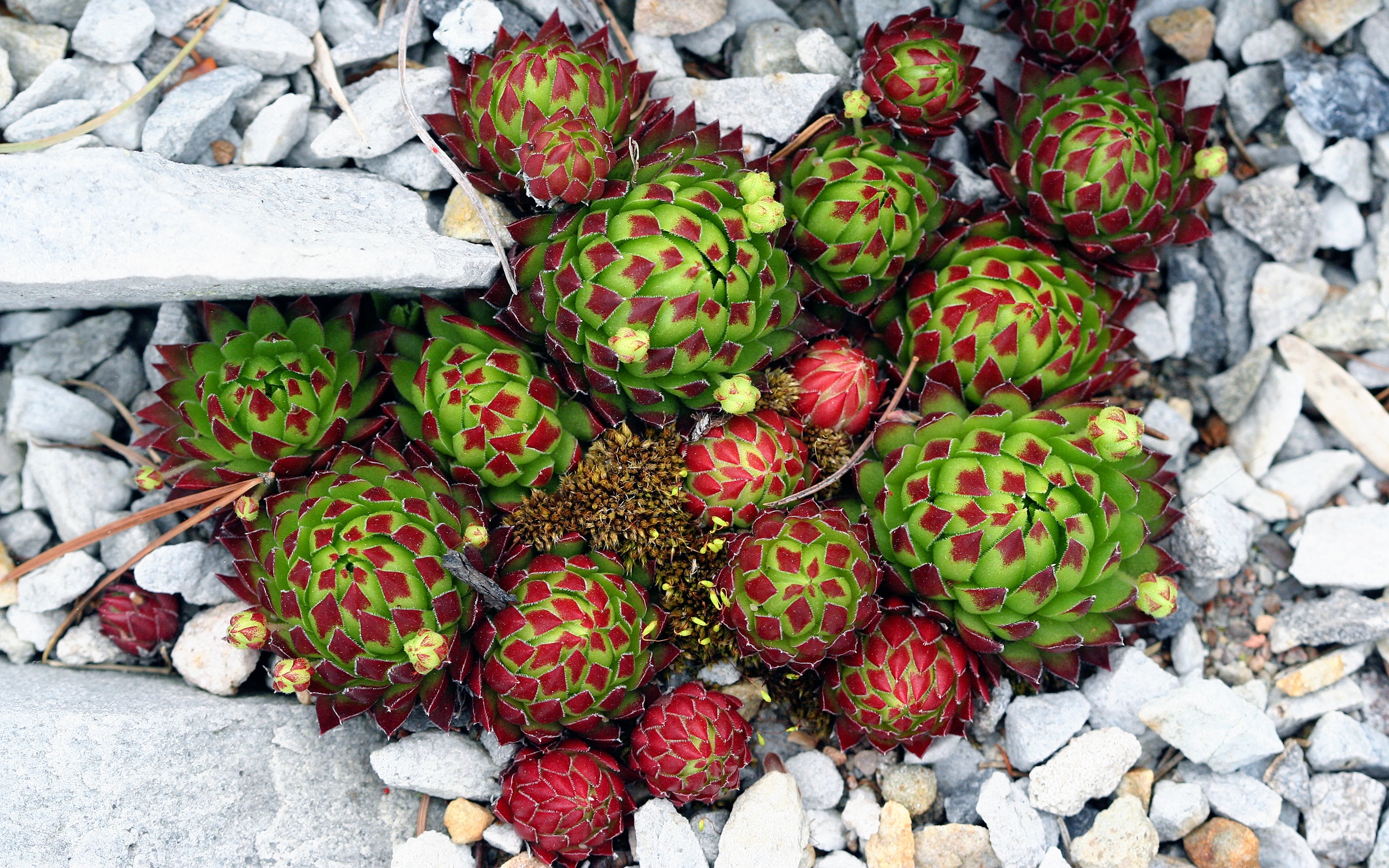 A bunch of colorful cactus free image download