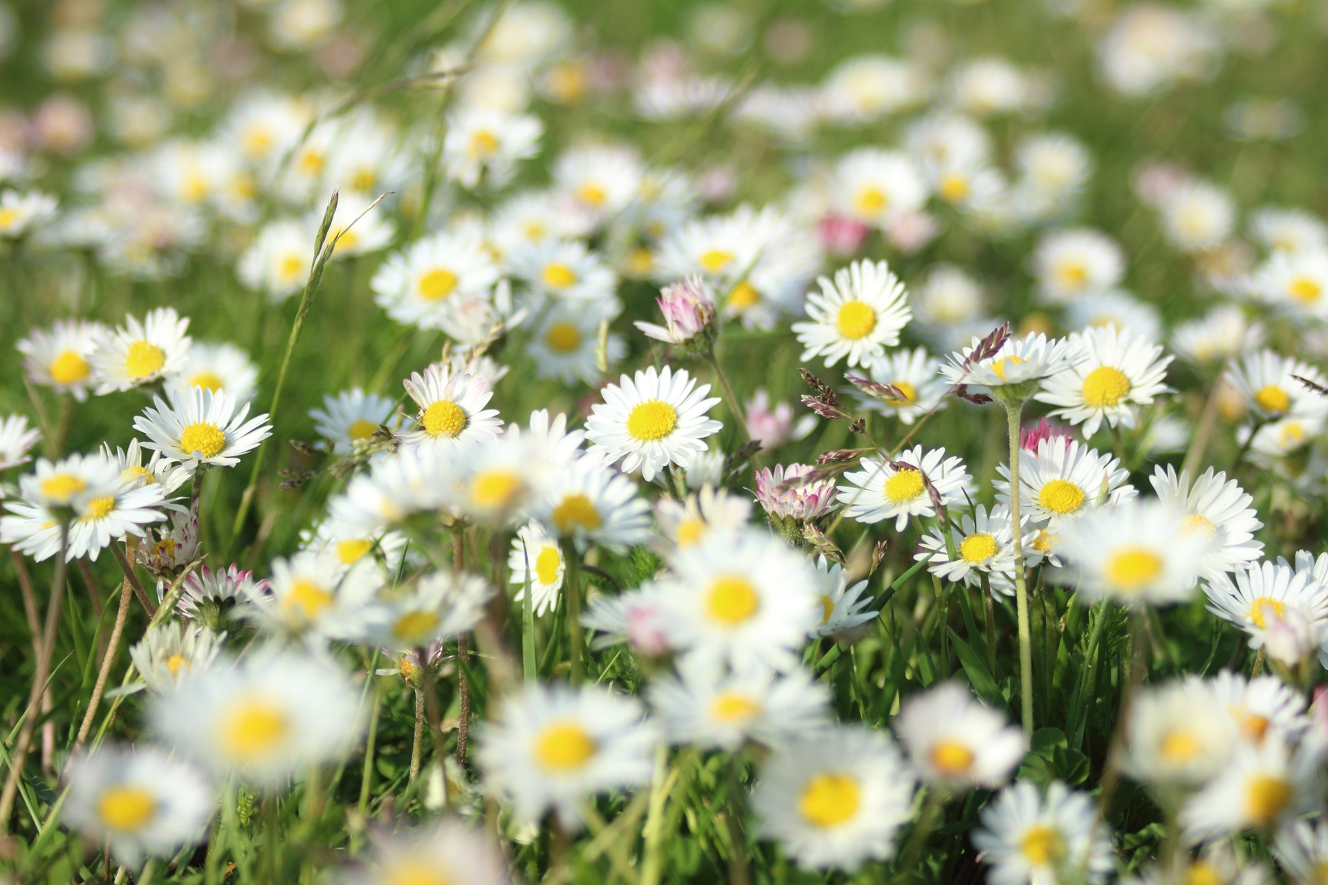 Many white daisies on a green lawn free image download
