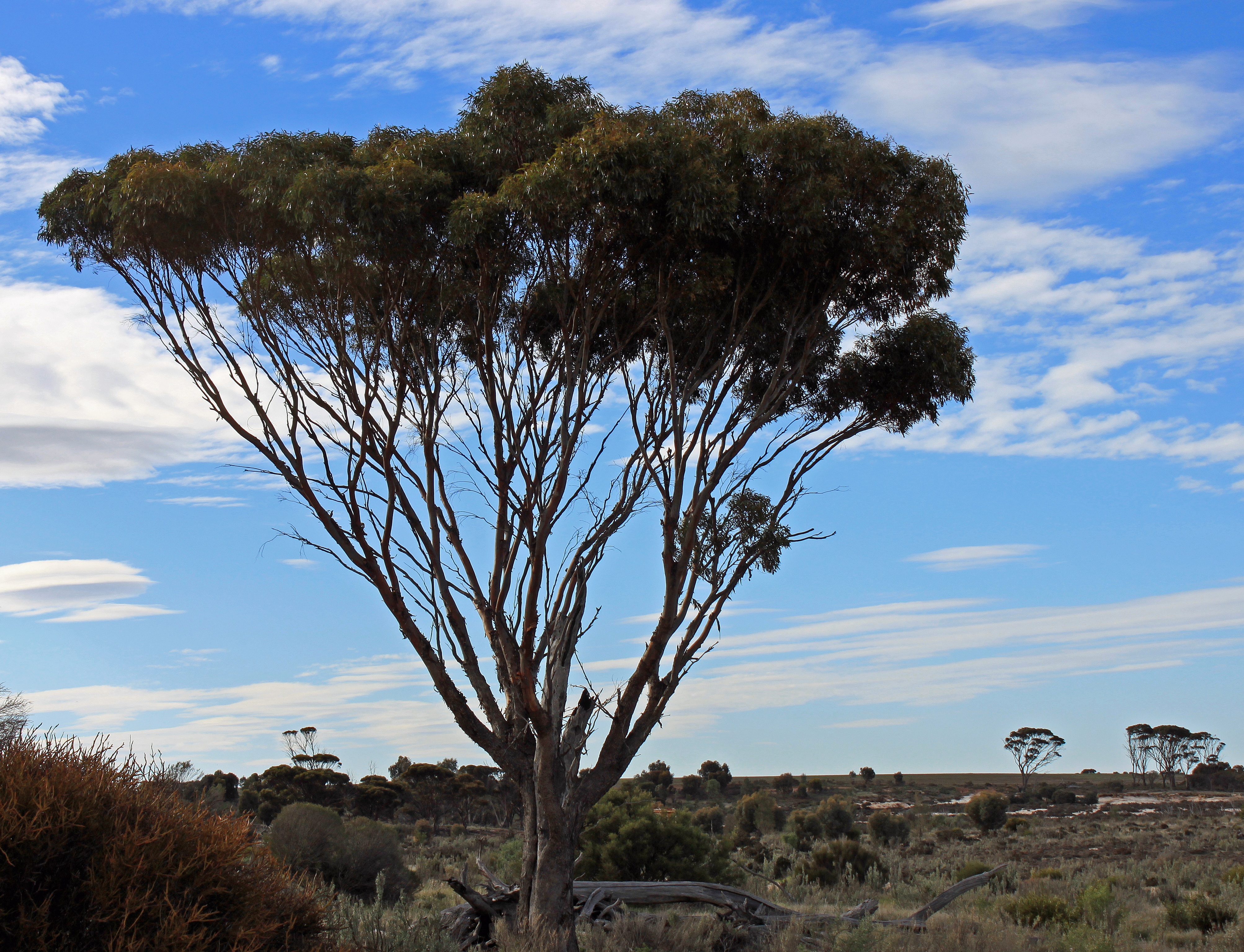 Эвкалипт миндалевидный Австралии