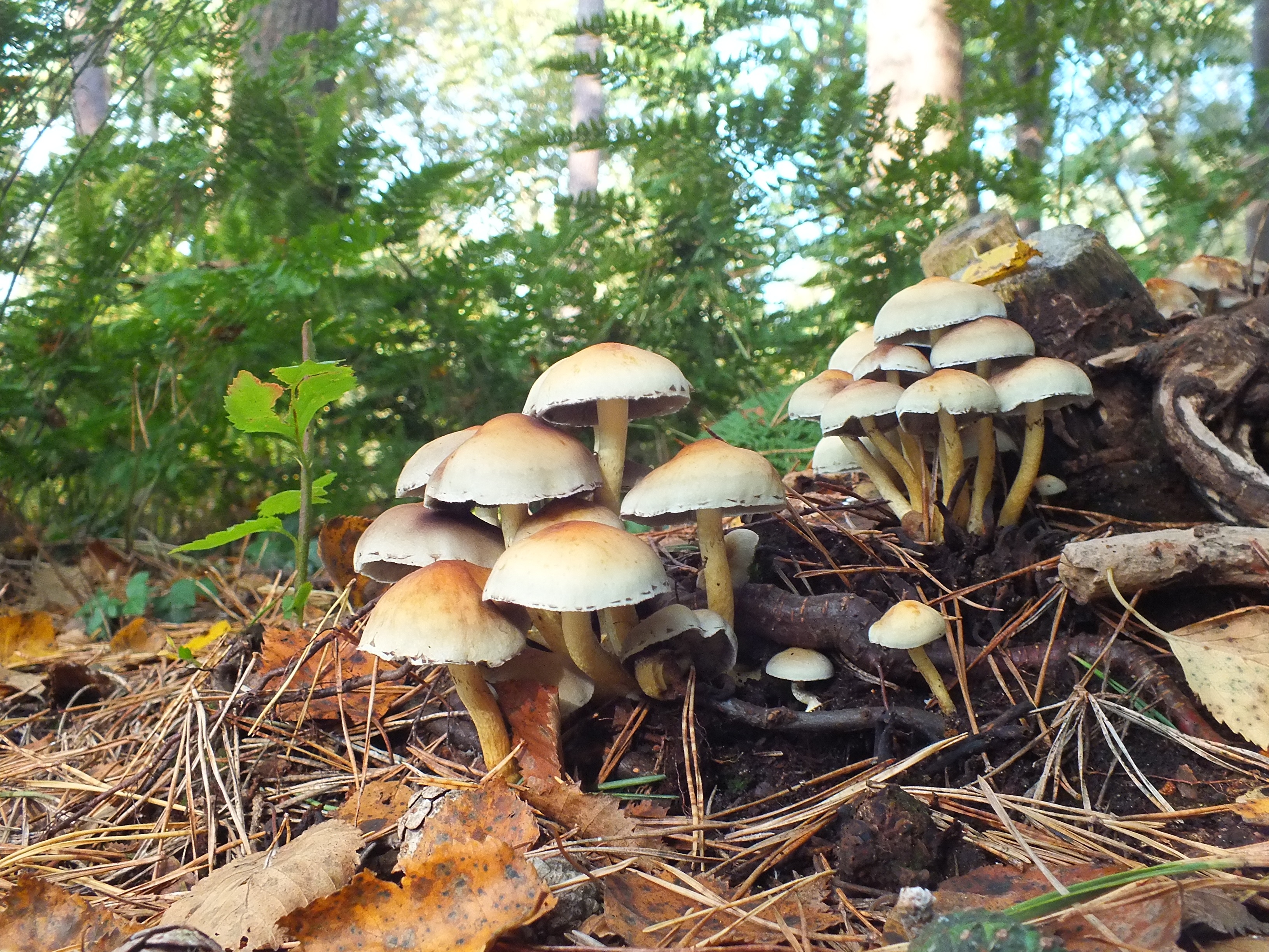 Осенние грибы в хвойном лесу