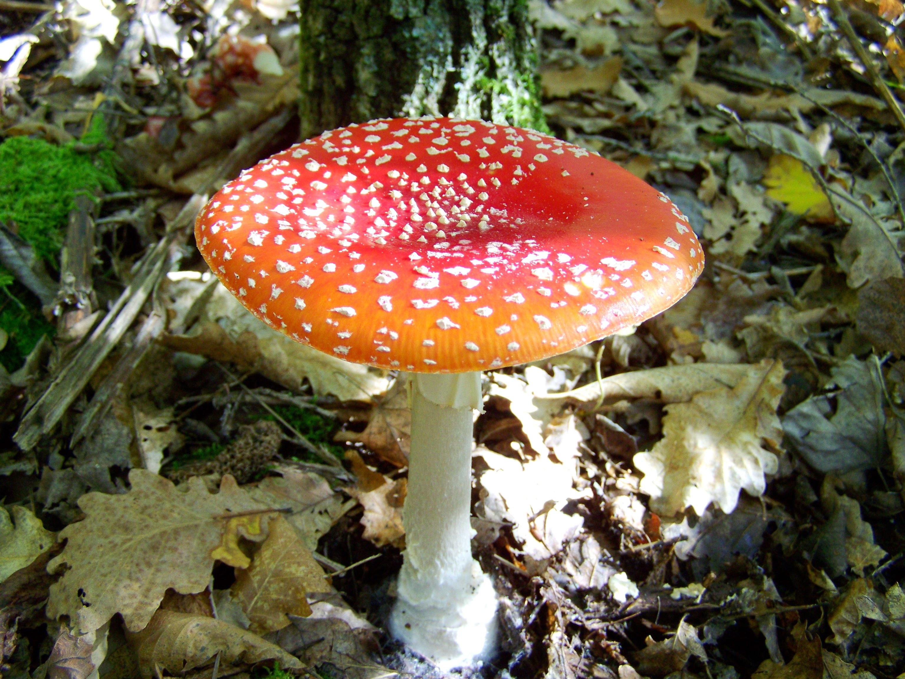 Fly-agaric toxic free image download