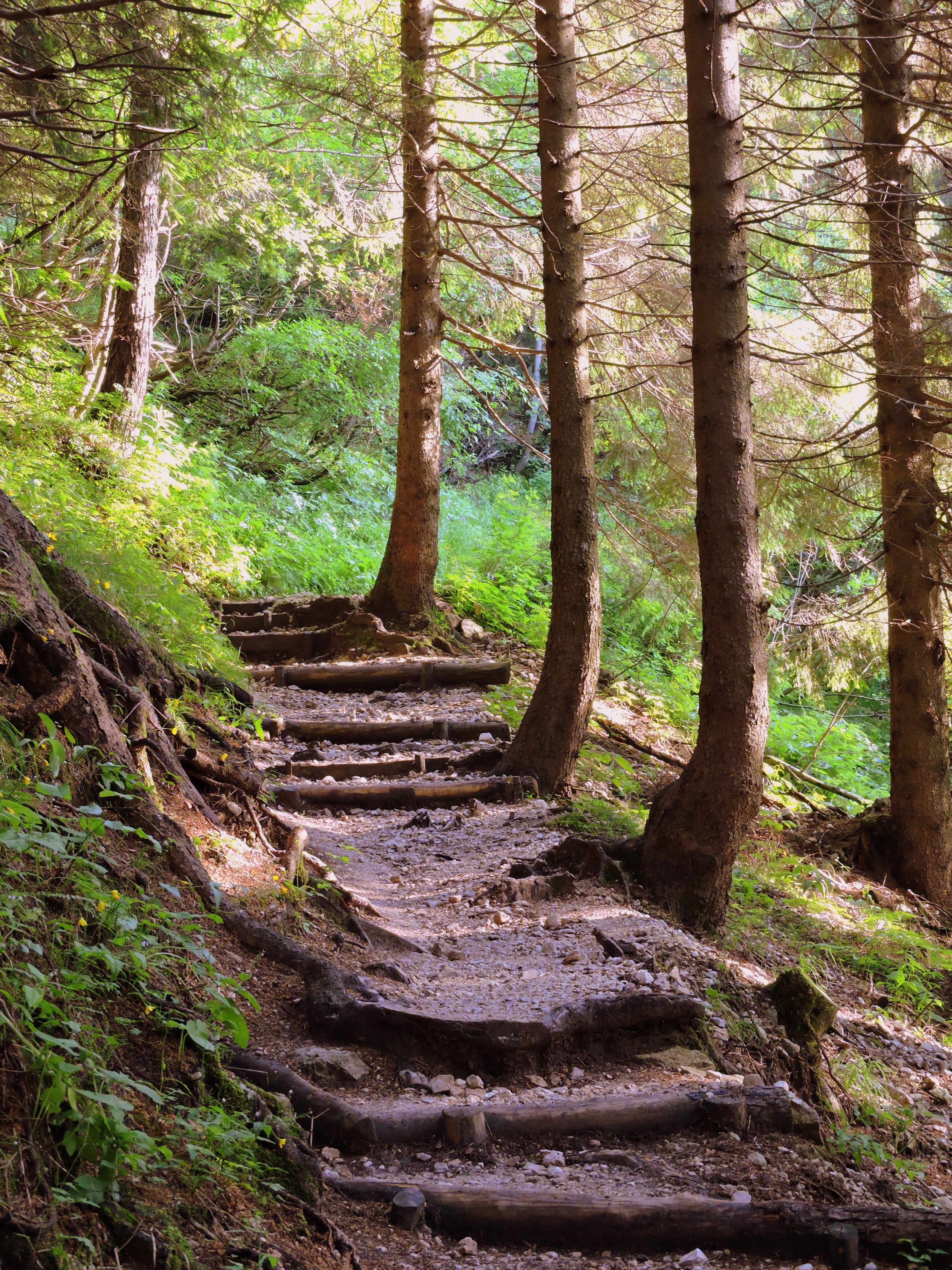 Тропа 1. Лесная тропа Архыз. Швейцария лес досчатая тропа. Лес Колорадо лестница. Лестница в лесу.
