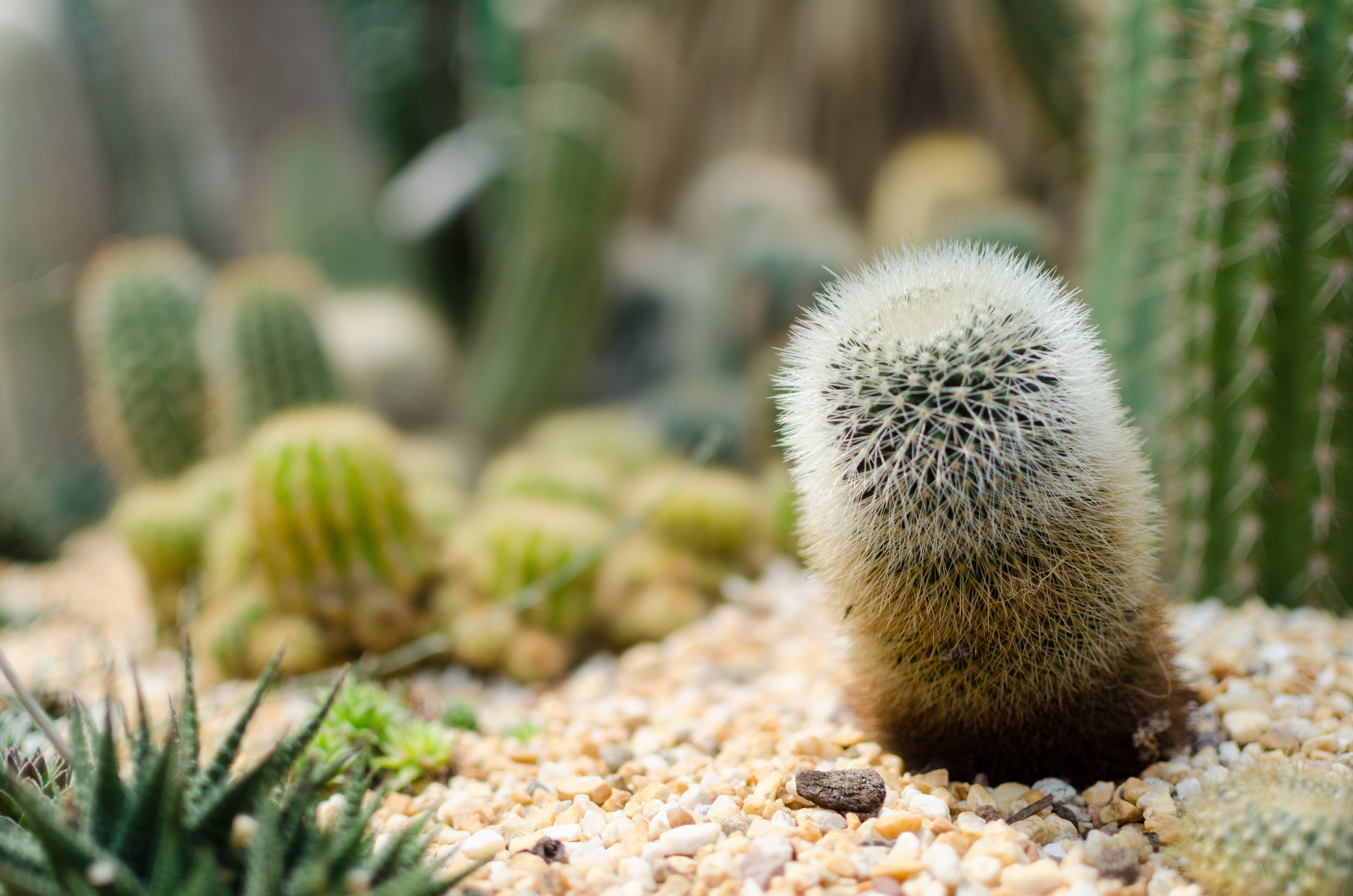 Кактус солнечная ул 2 стр 5 фото Exotic Cactus group macro free image download