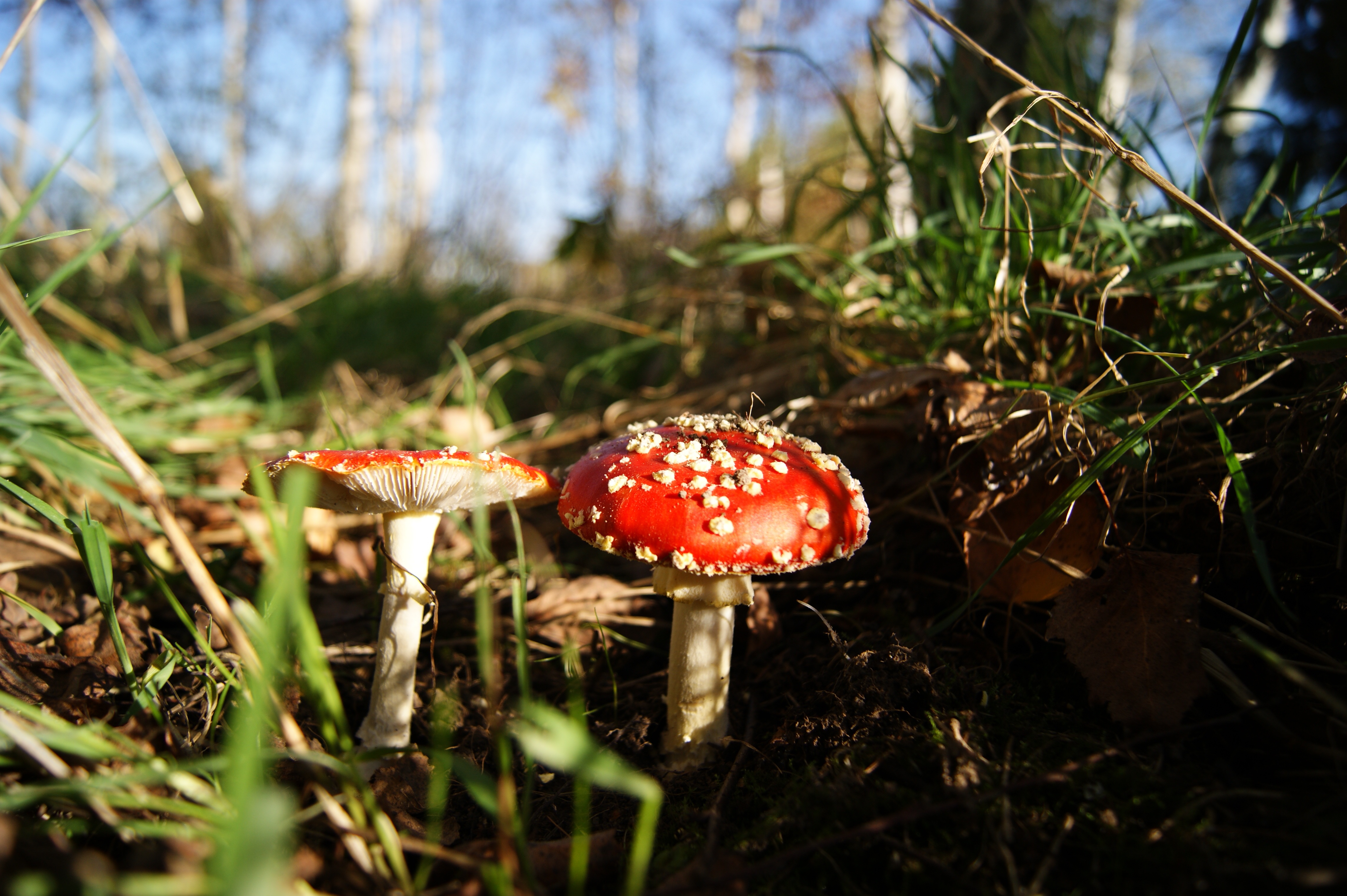 Съедобные грибы Тульской области