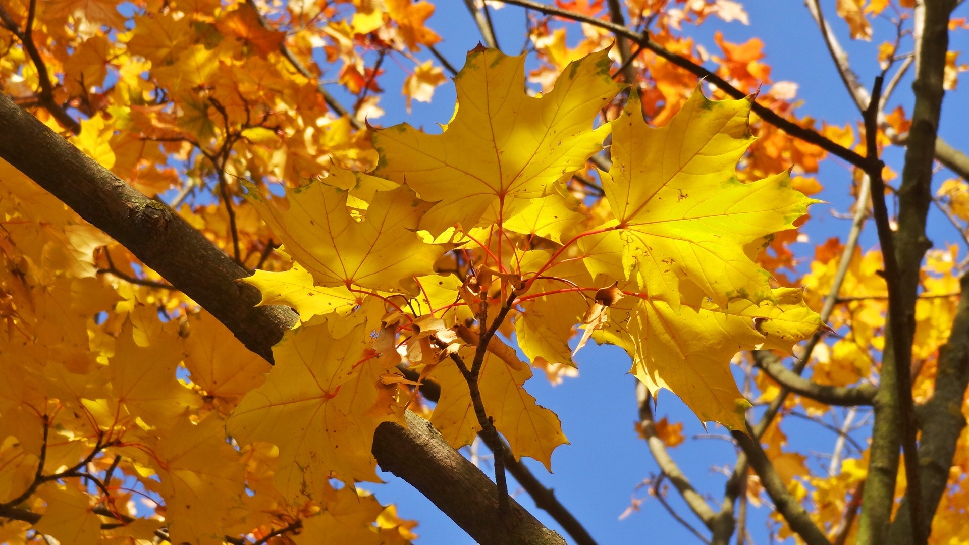 Yellow foliage on a tree in golden autumn free image download