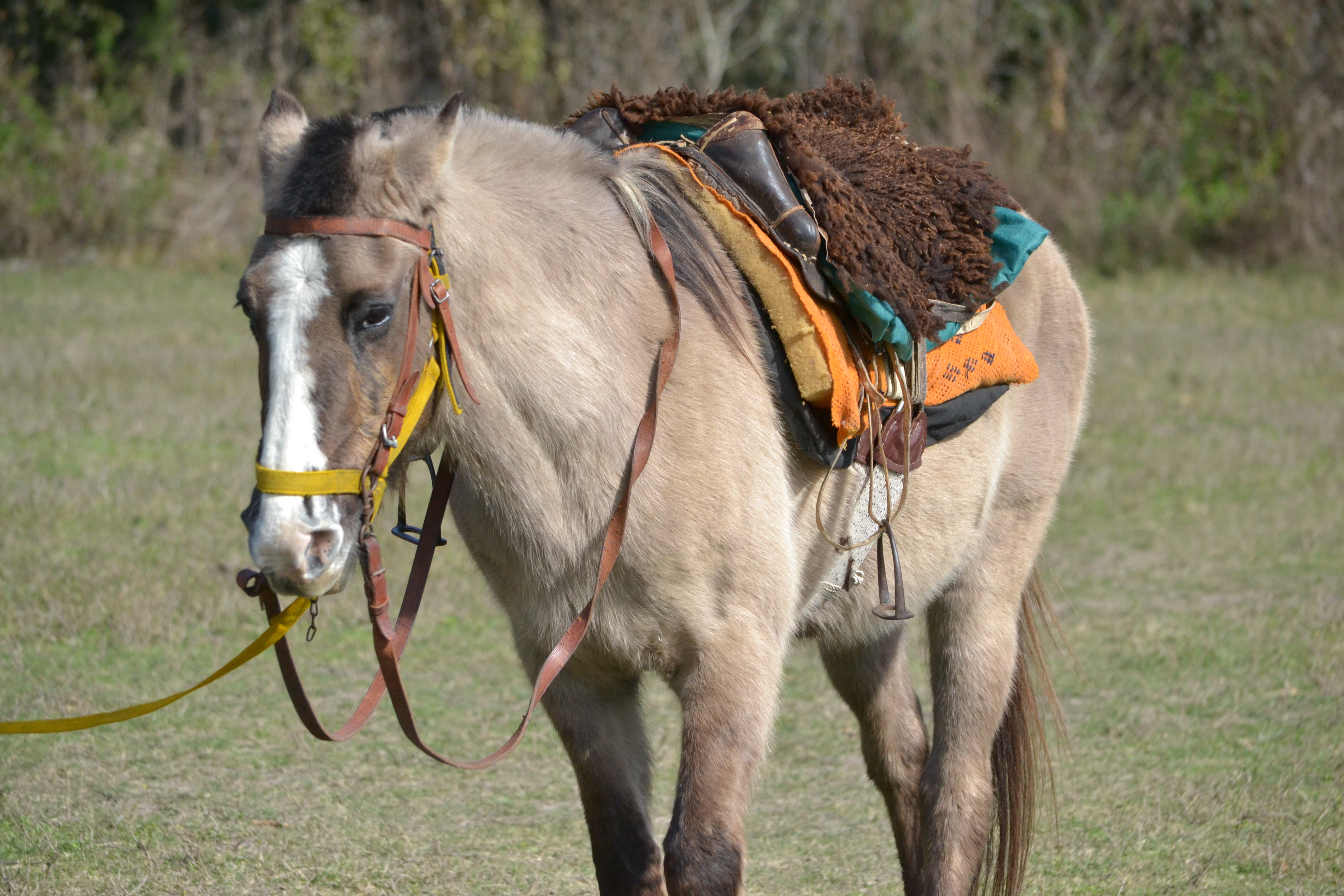 Вьючные породы лошадей