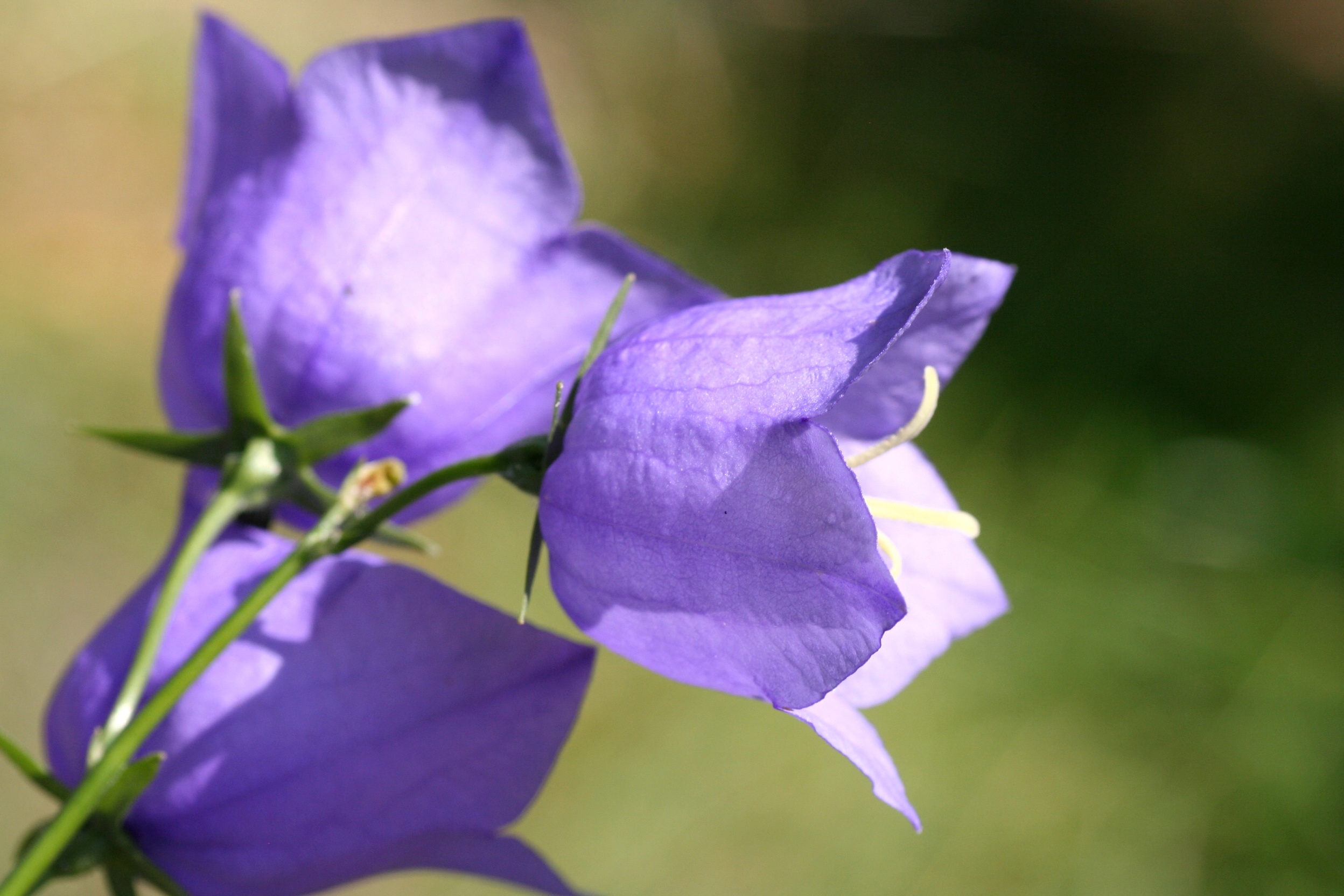 Purple bell flowers free image download