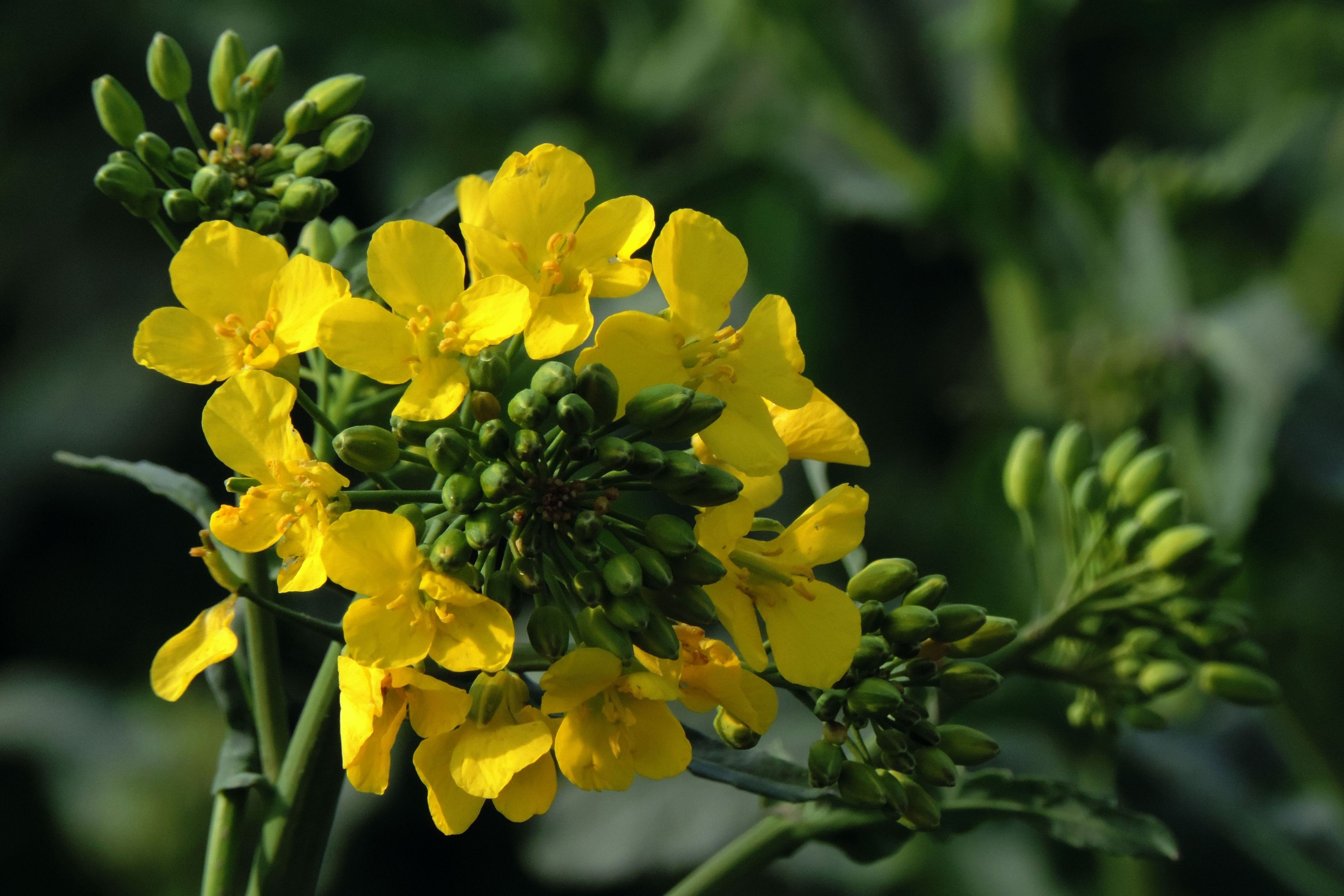 Yellow Oilseed Rape flower free image download