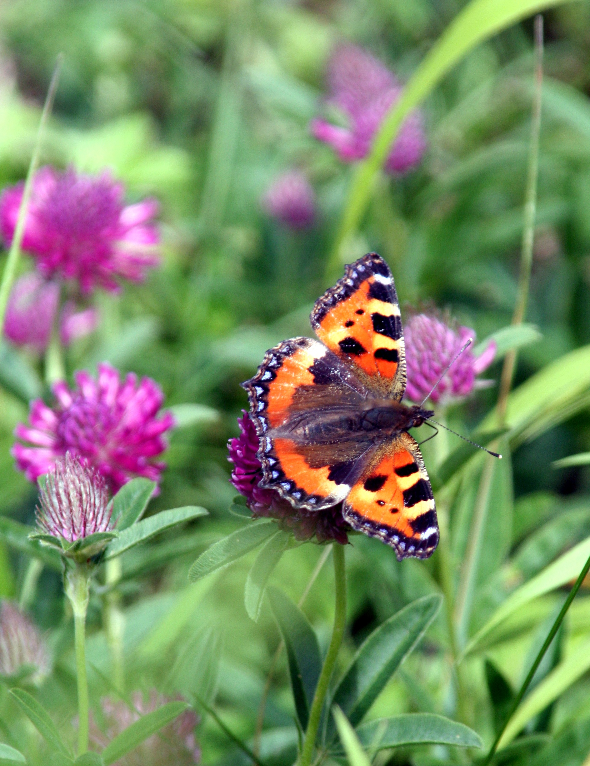 Colorful butterfly on a summer meadow with violet flowers free image ...