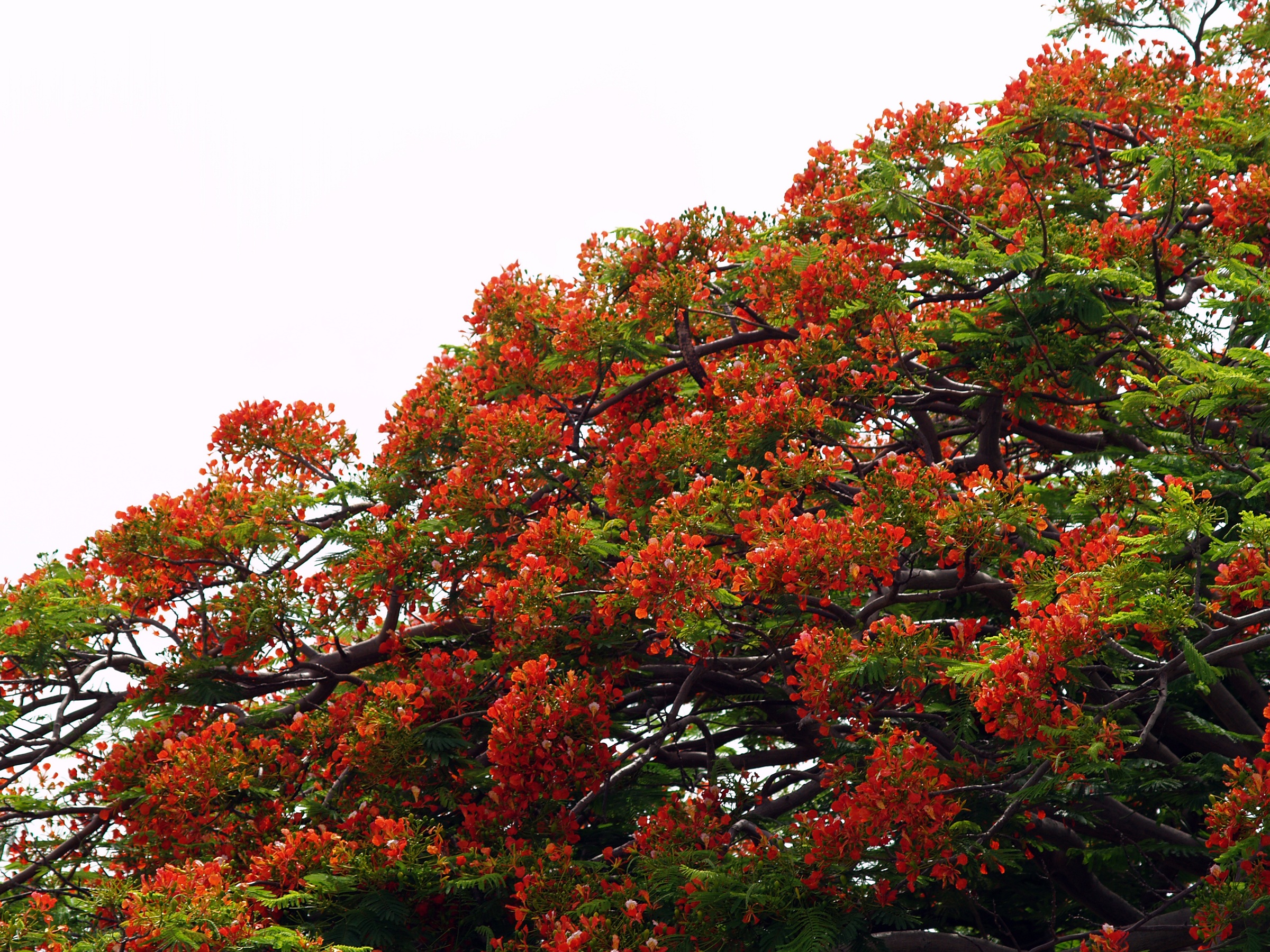 Дерево с красными цветами название