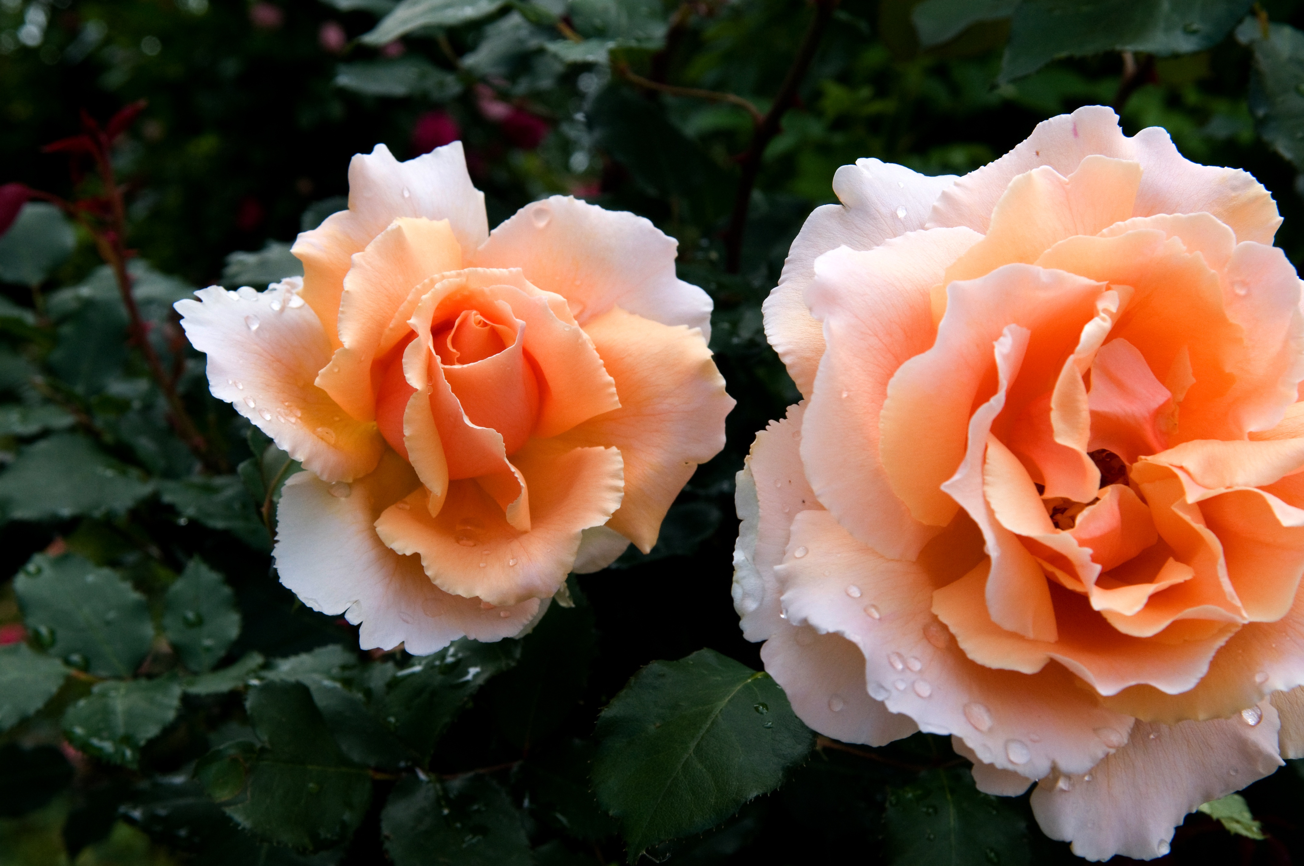 Beauty open roses free image download