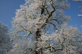 Frosted Tree top at blue sky