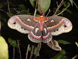 magnificent Moth Cecropia