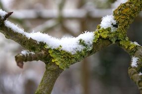 moss on a tree trunk