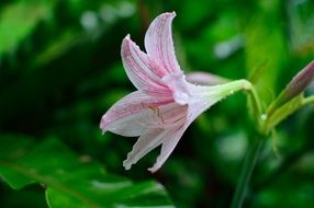 pink-white lily flower close-up on blurred background