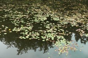 Lake Pond Water Lilies