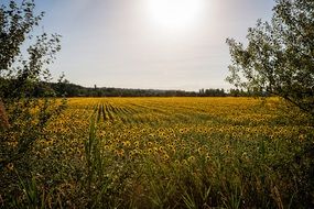 yellow sunflower field behind the trees