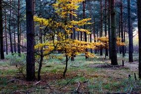 Autumn Colorful forest view