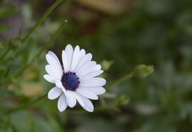 white daisy with a blue core