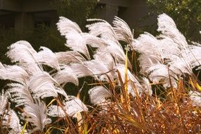 silver reed in autumn
