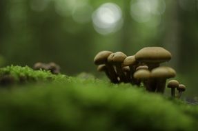 small mushrooms on green moss in the forest